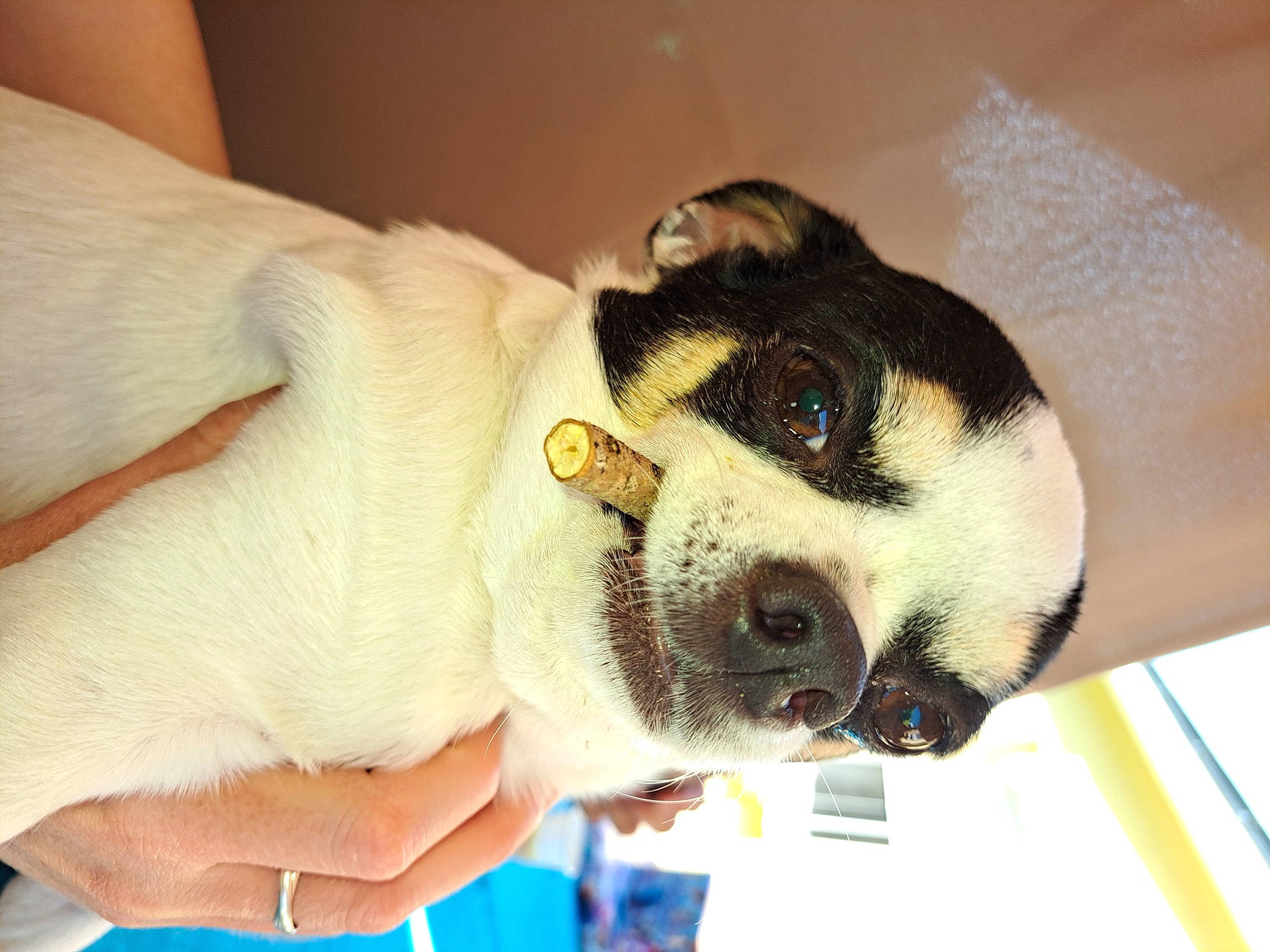 Olaf a rejoint le concours — aidez-le/la à gagner de superbes lots ! canidae, carnivore, collar, comfort, companion_dog, dog, dog_breed, ear, fawn, fur, head, jaw, nail, paw, snout, sporting_group, terrestrial_animal, whiskers, working_animal, wrist