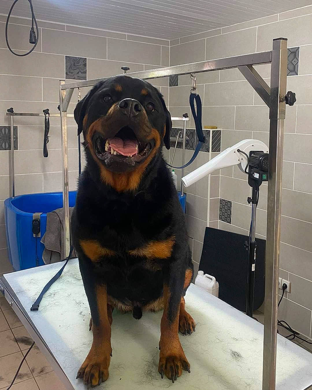 Ravenn a rejoint le concours — aidez-le/la à gagner de superbes lots ! carnivore, companion_dog, composite_material, dog, dog_breed, flooring, fur, metal, smile, snout, sporting_group, terrestrial_animal, working_animal, working_dog