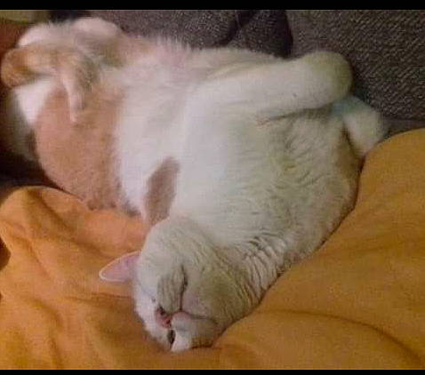 Doudou a rejoint le concours — aidez-le/la à gagner de superbes lots ! canidae, carnivore, cat, claw, comfort, companion_dog, domestic_short_haired_cat, ear, fawn, felidae, foot, fur, gesture, nap, paw, sleep, small_to_medium_sized_cats, snout, tail, whiskers