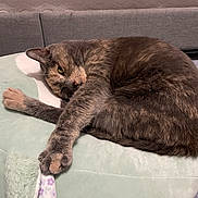 Peeve joined the competition — help win amazing prizes! animal, cat, comfort, cozy, cushion, cute, face, feline, fur, home, indoor, nap, paw, pet, relaxed, resting, sleeping, soft_texture, tabby, whiskers