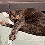 animal, cat, comfort, cozy, cushion, cute, face, feline, fur, home, indoor, nap, paw, pet, relaxed, resting, sleeping, soft_texture, tabby, whiskers
