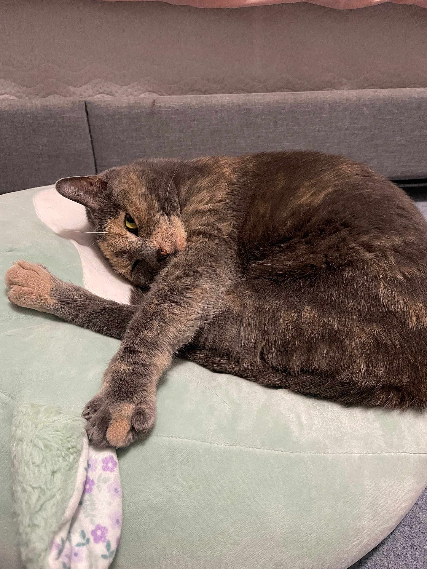 Peeve joined the competition — help win amazing prizes! animal, cat, comfort, cozy, cushion, cute, face, feline, fur, home, indoor, nap, paw, pet, relaxed, resting, sleeping, soft_texture, tabby, whiskers