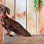 dog, dachshund, brown_coat, red_collar, wooden_box, wooden_background, vine, pet, animal, portrait, indoors, cute, small_dog, looking_away, ears, snout, fur, standing, side_view, domestic_animal
