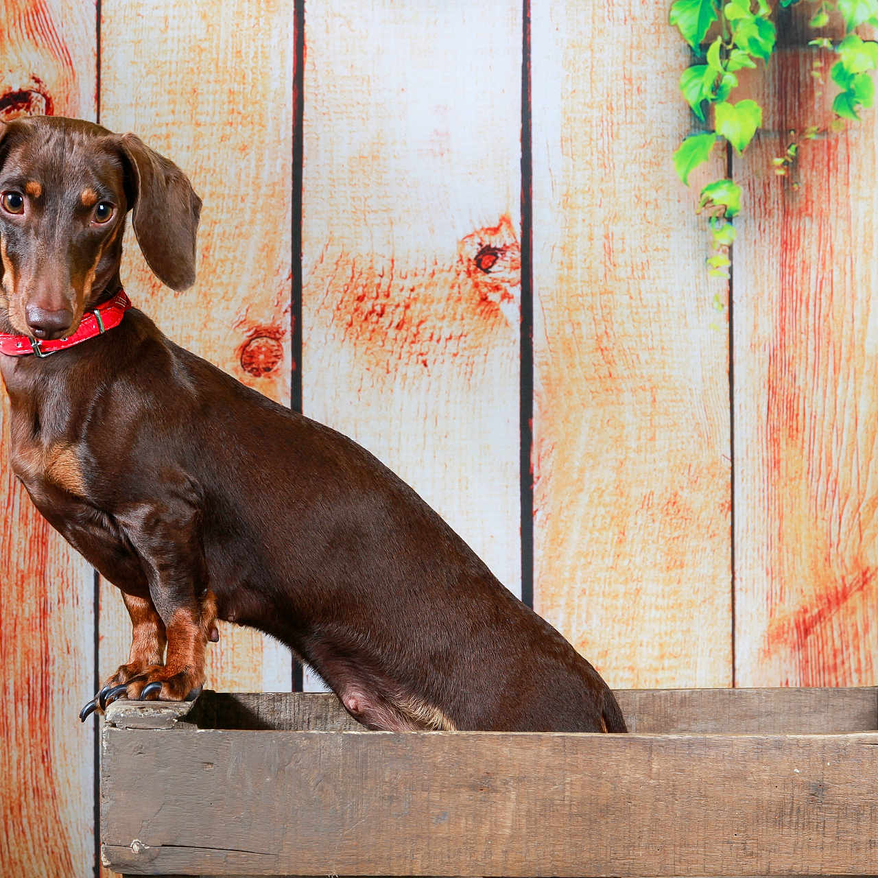 Lilie participe au concours pour gagner de l'argent avec cette photo : animal, brown_coat, cute, dachshund, dog, domestic_animal, ears, fur, indoors, looking_away, pet, portrait, red_collar, side_view, small_dog, snout, standing, vine, wooden_background, wooden_box