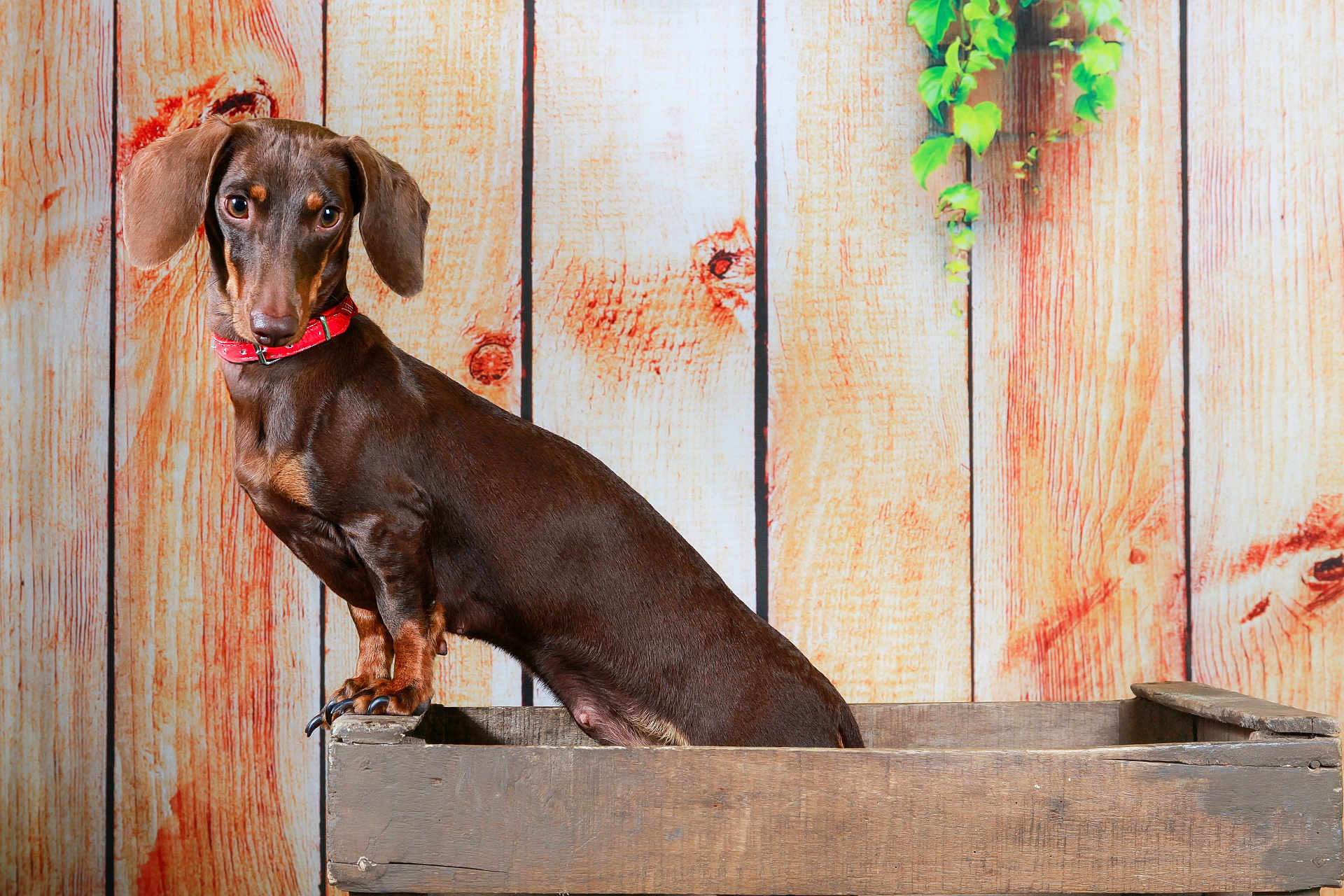 Lilie participe au concours pour gagner de l'argent avec cette photo : dog, dachshund, brown_coat, red_collar, wooden_box, wooden_background, vine, pet, animal, portrait, indoors, cute, small_dog, looking_away, ears, snout, fur, standing, side_view, domestic_animal