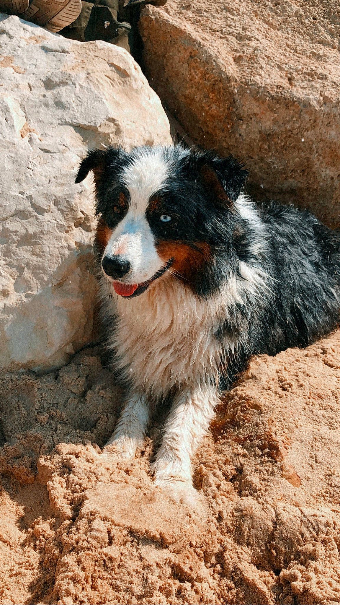 Iona a rejoint le concours — aidez-le/la à gagner de superbes lots ! canidae, carnivore, companion_dog, dog, dog_breed, fur, herding_dog, rock, snout, soil, sporting_group, terrestrial_animal, whiskers, wildlife, working_dog