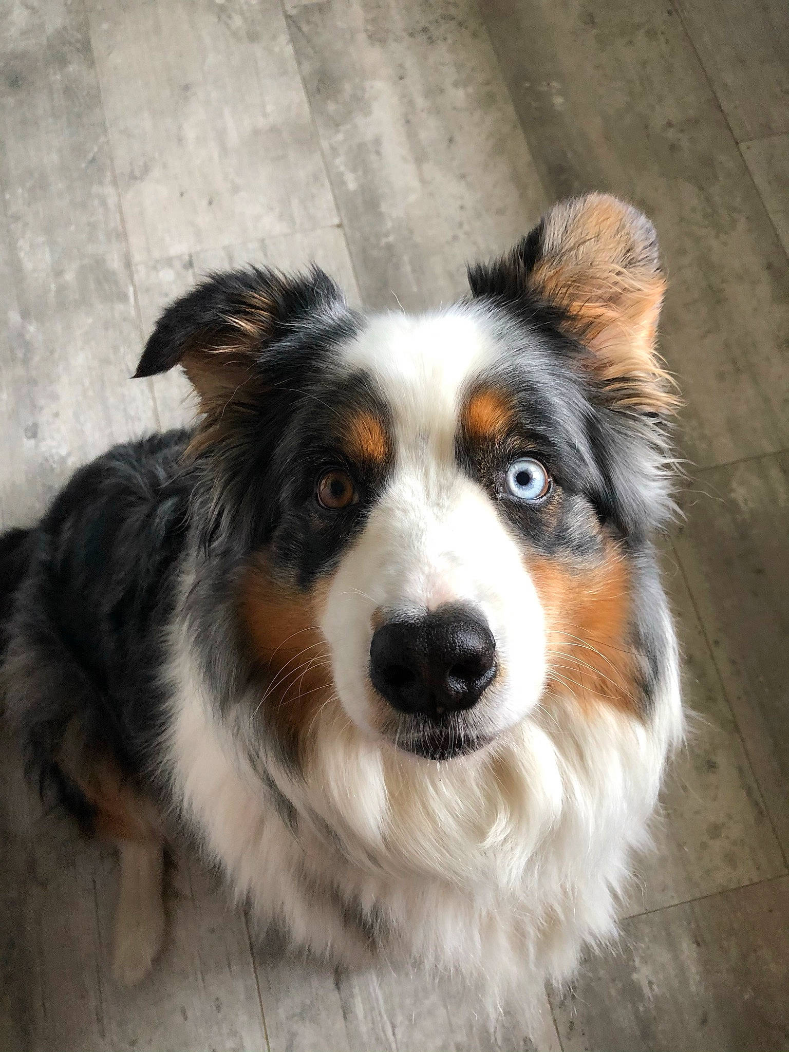 Iona a rejoint le concours — aidez-le/la à gagner de superbes lots ! ancient_dog_breeds, australian_collie, australian_shepherd, ball, carnivore, companion_dog, dog, dog_breed, fur, herding_dog, miniature_australian_shepherd, plant, snout, sporting_group, terrestrial_animal, whiskers, working_animal, working_dog