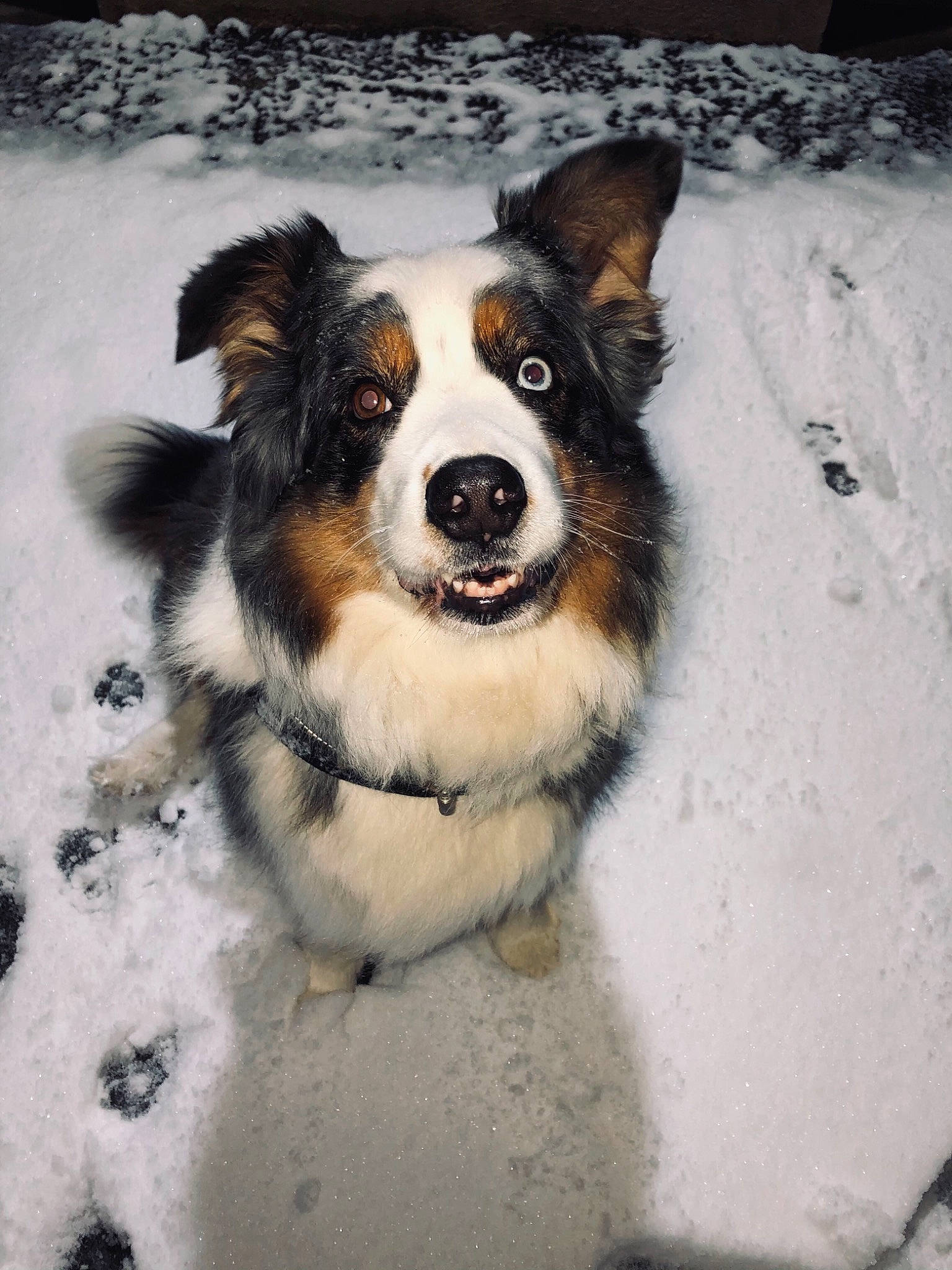 Iona a rejoint le concours — aidez-le/la à gagner de superbes lots ! art, canidae, carnivore, collar, companion_dog, dog, dog_breed, dog_collar, freezing, fur, herding_dog, plant, snout, snow, sporting_group, terrestrial_animal, tree, whiskers, winter, working_dog