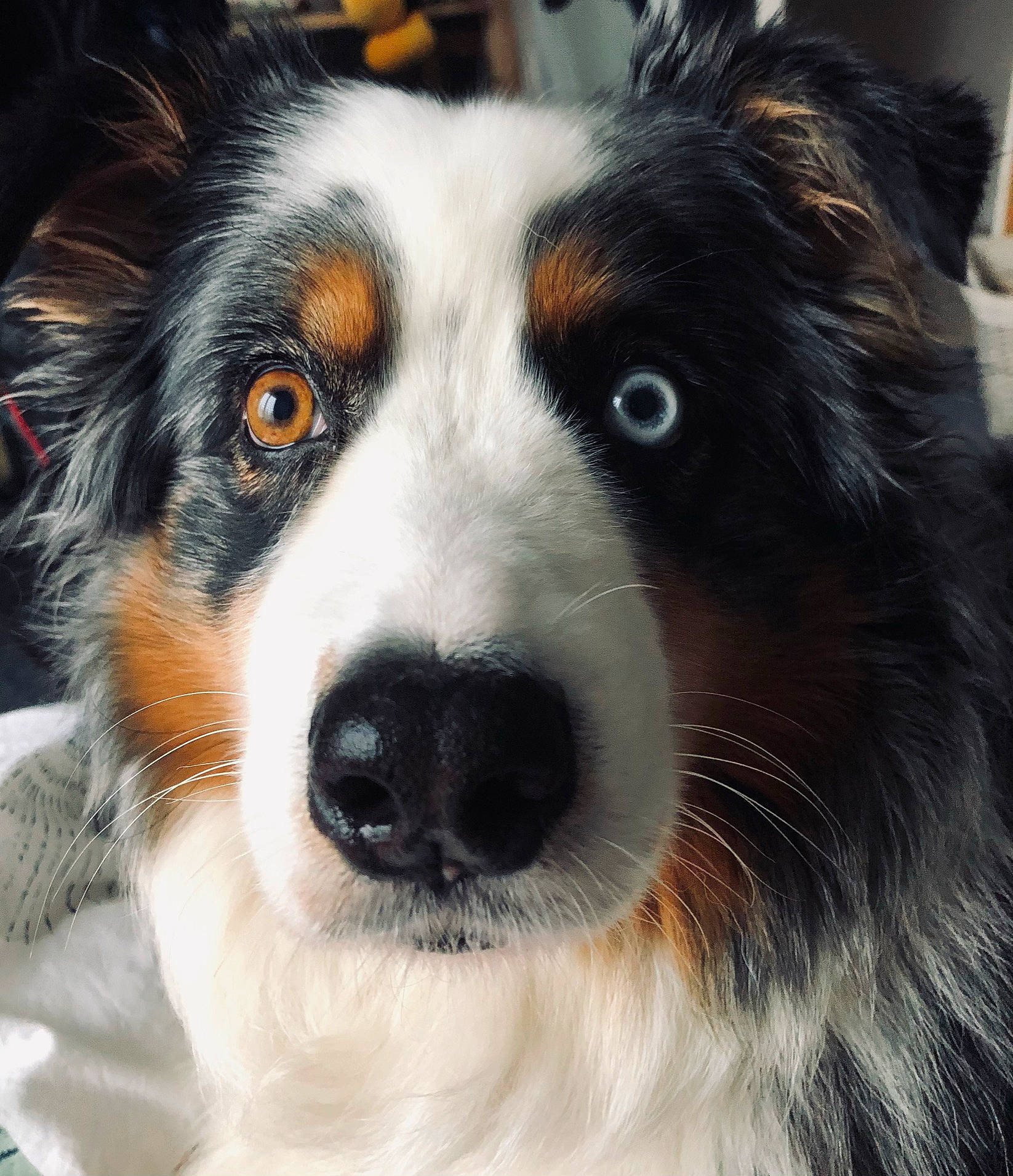 Iona participe au concours pour gagner de l'argent avec cette photo : australian_collie, border_collie, canidae, carnivore, companion_dog, dog, dog_breed, eye, fur, head, herding_dog, light, miniature_australian_shepherd, puppy, snout, sporting_group, terrestrial_animal, whiskers, working_animal, working_dog