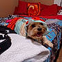 Oakley is registered to the contest to win money with this photo: dog, pet, bed, blanket, clothing, costume, indoor, smiling, cute, fur, small_dog, happy, animal, pillow, fabric, accessory, resting, cozy, home, portrait