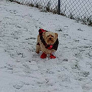 Oakley is registered to the contest to win money with this photo: dog, snow, winter_clothing, boots, chain_link_fence, outdoor, pet, small_dog, cold_weather, grass, animal, winter, canine, snowy_ground, fur, jacket, paw_protection, nature, daylight, adventure