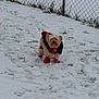 dog, snow, winter_clothing, boots, chain_link_fence, outdoor, pet, small_dog, cold_weather, grass, animal, winter, canine, snowy_ground, fur, jacket, paw_protection, nature, daylight, adventure