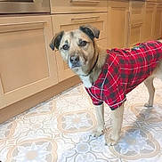 Romy a rejoint le concours — aidez-le/la à gagner de superbes lots ! dog, plaid_shirt, indoor, kitchen, floor, patterned_floor, curious, pet, canine, light_brown_fur, black_nose, ears, standing, looking_at_camera, domestic, household, cabinet, tile_floor, red_shirt, animal