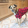 dog, plaid_shirt, indoor, kitchen, floor, patterned_floor, curious, pet, canine, light_brown_fur, black_nose, ears, standing, looking_at_camera, domestic, household, cabinet, tile_floor, red_shirt, animal