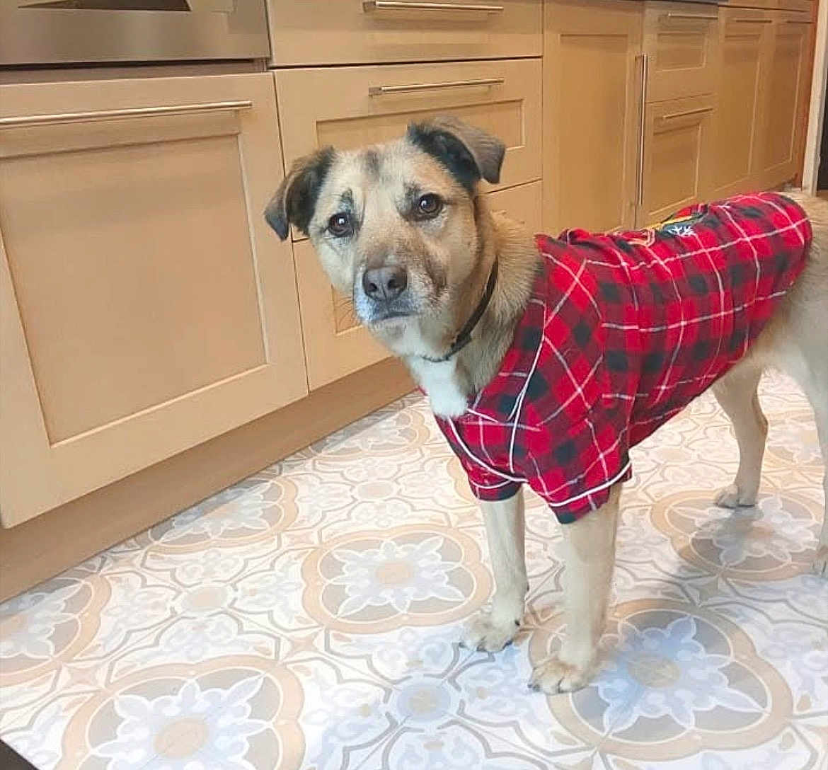 Romy a rejoint le concours — aidez-le/la à gagner de superbes lots ! dog, plaid_shirt, indoor, kitchen, floor, patterned_floor, curious, pet, canine, light_brown_fur, black_nose, ears, standing, looking_at_camera, domestic, household, cabinet, tile_floor, red_shirt, animal