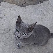 Grayson joined the competition — help win amazing prizes! gray_cat, kitten, green_eyes, curious, pet, animal, feline, young_cat, outdoor, concrete, looking_up, small, cute, whiskers, ears, fur, sitting, alone, daylight, ground