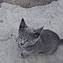 gray_cat, kitten, green_eyes, curious, pet, animal, feline, young_cat, outdoor, concrete, looking_up, small, cute, whiskers, ears, fur, sitting, alone, daylight, ground