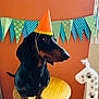 Velcroc participe au concours pour gagner de l'argent avec cette photo : dog, dachshund, party_hat, table, birthday_candle, indoor, orange_wall, bunting, decorations, pet, celebration, small_dog, wooden_table, floor, paw_prints, festive, cute, animal, domestic_dog, side_view