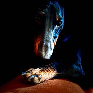 Velcroc participe au concours pour gagner de l'argent avec cette photo : dog, paw, close_up, portrait, animal, pet, fur, resting, shadow, dark_background, moody, lighting, expression, texture, canine, indoor, brown, black, detail, quiet
