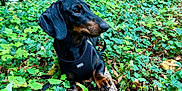 Velcroc participe au concours pour gagner de l'argent avec cette photo : dog, dachshund, black_dog, pet, animal, forest, greenery, ivy, leaves, stick, outdoor, nature, canine, mammal, harness, paw, relaxing, woods, daylight, flora