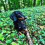 dog, dachshund, black_dog, pet, animal, forest, greenery, ivy, leaves, stick, outdoor, nature, canine, mammal, harness, paw, relaxing, woods, daylight, flora
