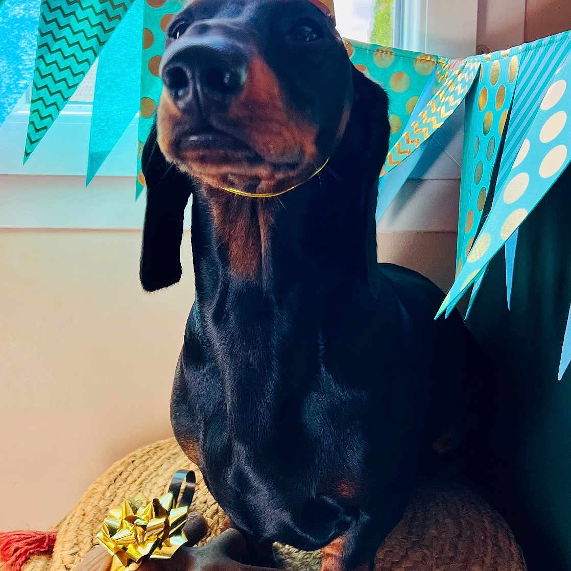 Velcroc participe au concours pour gagner de l'argent avec cette photo : animal, banner, blue, bone_toy, celebration, closeup, cute, dachshund, decorations, dog, festive, gold, indoor, party_hat, pet, portrait, ribbon, sitting, window, woven_cushion