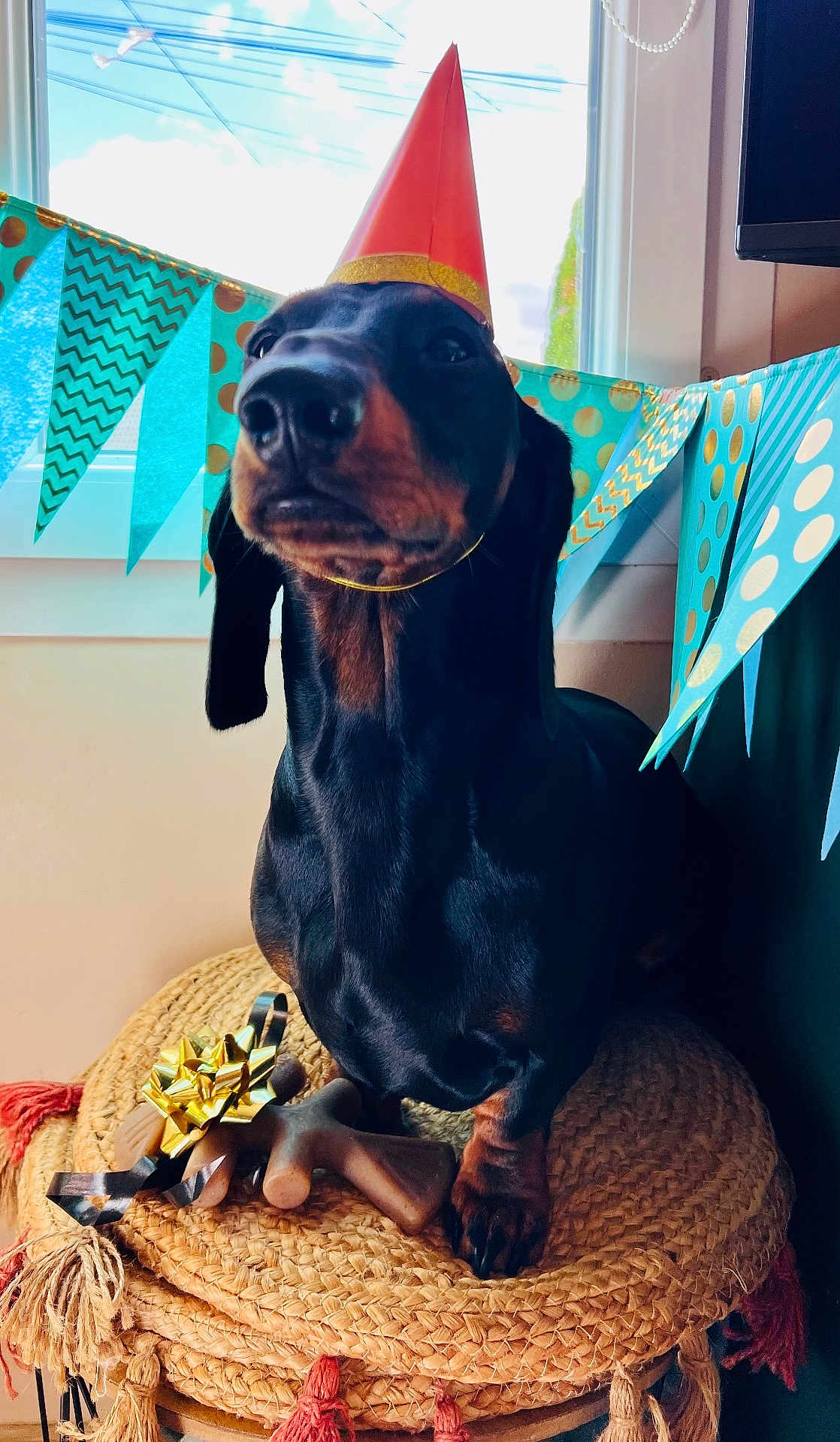Velcroc participe au concours pour gagner de l'argent avec cette photo : dog, dachshund, party_hat, bone_toy, woven_cushion, indoor, celebration, banner, blue, gold, window, pet, animal, festive, ribbon, decorations, closeup, portrait, cute, sitting