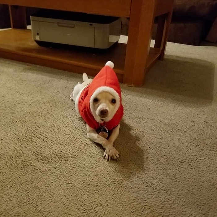 Dawbie is registered to the contest to win money with this photo: animal, beige, calm, carpet, crossed_paws, cute, dog, domestic, floor, furniture, home, indoor, looking_at_camera, pet, pet_clothing, printer, red_hood, relaxed, small_dog, wooden_table