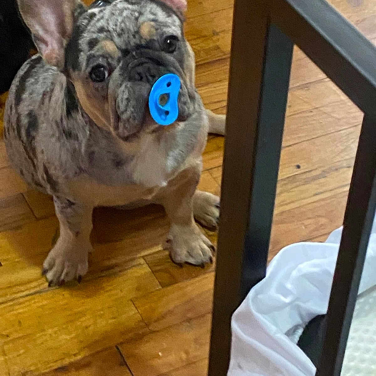 Zenny is registered to the contest to win money with this photo: animal, bostonbull, boxer, bulldog, canine, dog, dogbed, frenchbulldog, hardwood, indoors, interiordesign, number, pet, pitbull, puppy, stainedwood, symbol, text, wood