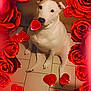 adorable, animal, cute, decorative, dog, domestic_dog, flower, flower_border, indoor, looking_up, love, pet, portrait, red_roses, romantic, rose_petals, sitting, tiled_floor, valentines_theme, white_dog