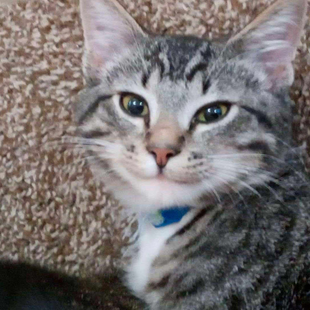Bandit is registered to the contest to win money with this photo: animal, carpet, cat, close_up, collar, cute, domestic_cat, ears, eyes, face, feline, fur, gray, indoor, nose, pet, relaxed, striped, tabby, whiskers