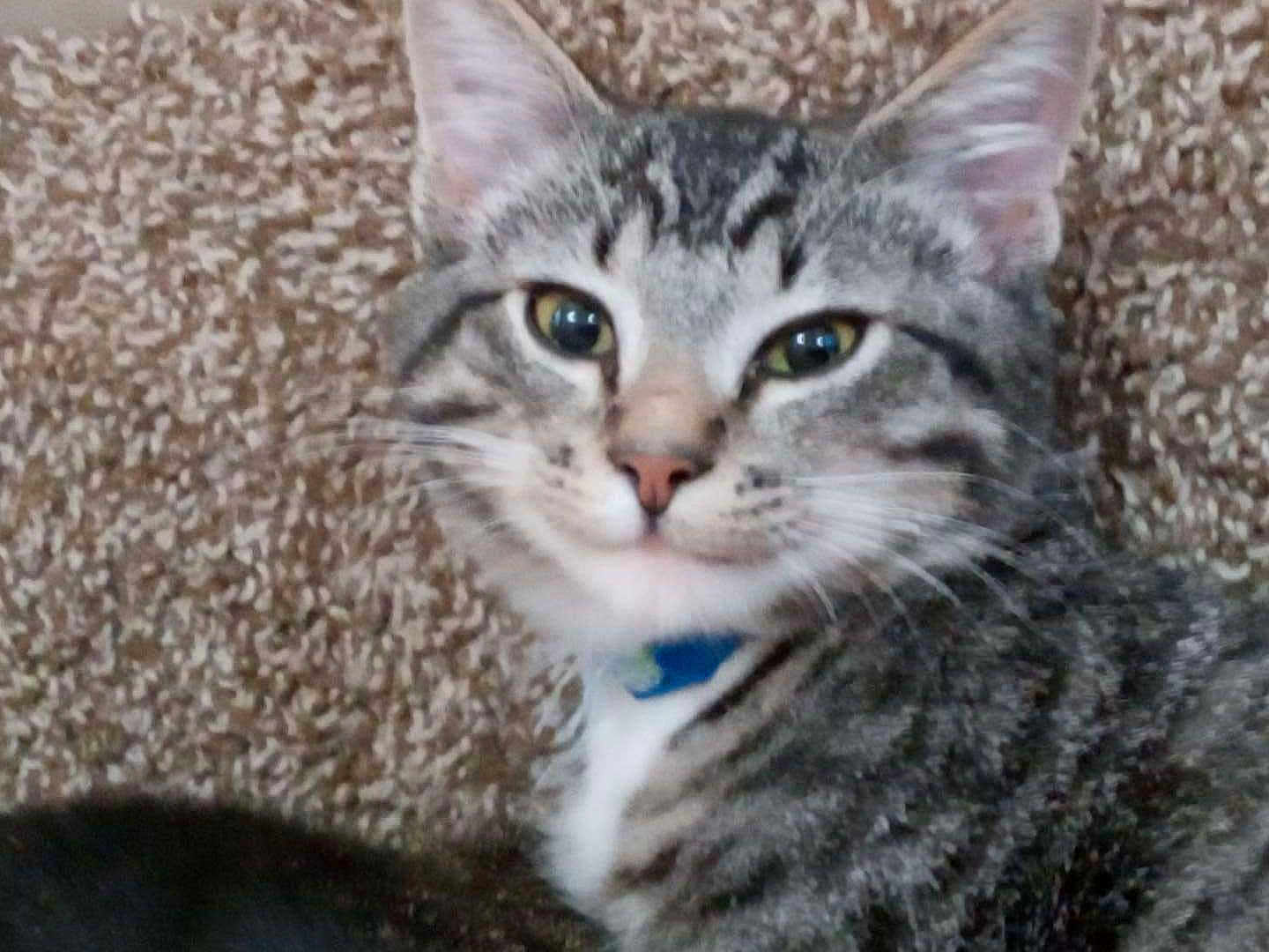 Bandit is registered to the contest to win money with this photo: cat, tabby, pet, animal, feline, whiskers, collar, gray, striped, close_up, carpet, indoor, cute, fur, ears, eyes, nose, face, domestic_cat, relaxed