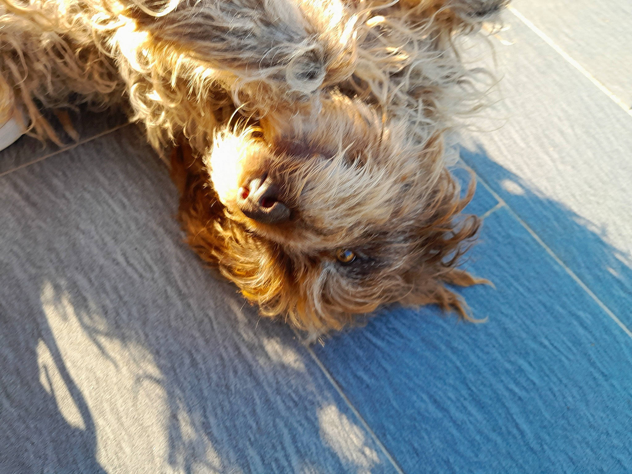 Happy participe au concours pour gagner de l'argent avec cette photo : asphalt, canidae, carnivore, companion_dog, dog, dog_breed, fawn, flooring, fur, grass, hardwood, liver, road_surface, snout, sporting_group, tail, terrier, toy_dog, water_dog, wood