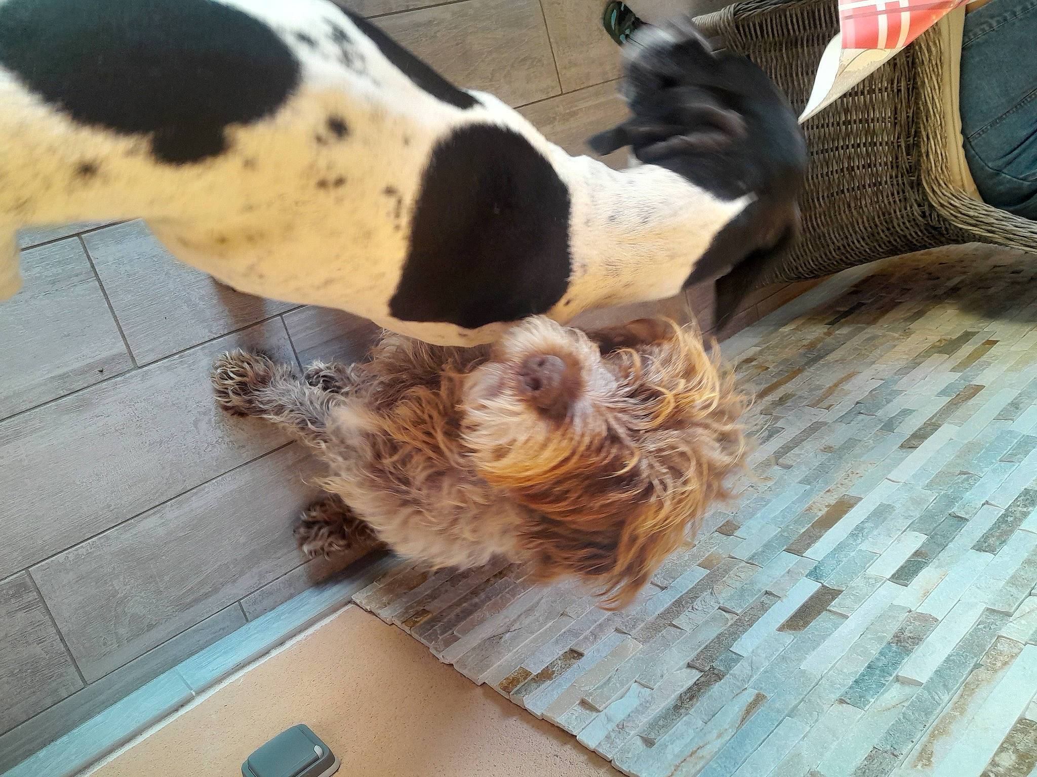 Happy participe au concours pour gagner de l'argent avec cette photo : canidae, carnivore, comfort, companion_dog, dog, dog_breed, fawn, flooring, foot, fur, hardwood, liver, mammal, paw, snout, sporting_group, terrestrial_animal, vertebrate, wood, working_animal