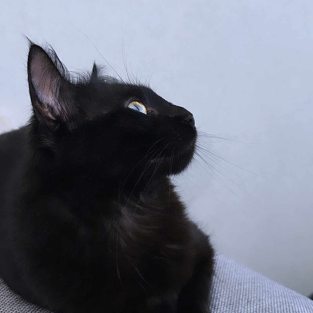 Bouboule a rejoint le concours — aidez-le/la à gagner de superbes lots ! animal, blackcat, cat, kitten, manx, pet