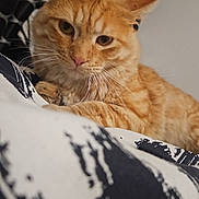 Mirane participe au concours pour gagner de l'argent avec cette photo : animal, bed, blanket, cat, close_up, cute, domestic_animal, ears, eyes, feline, fur, indoor, lying_down, orange_tabby, pattern, pet, portrait, relaxed, resting, whiskers