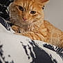animal, bed, blanket, cat, close_up, cute, domestic_animal, ears, eyes, feline, fur, indoor, lying_down, orange_tabby, pattern, pet, portrait, relaxed, resting, whiskers