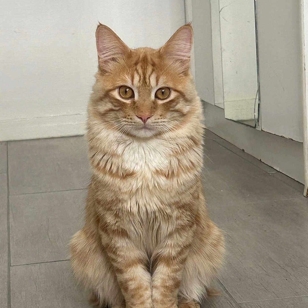 Mirane participe au concours pour gagner de l'argent avec cette photo : abyssinian, angora, animal, cat, hardwood, kitten, manx, pet, stainedwood, wood