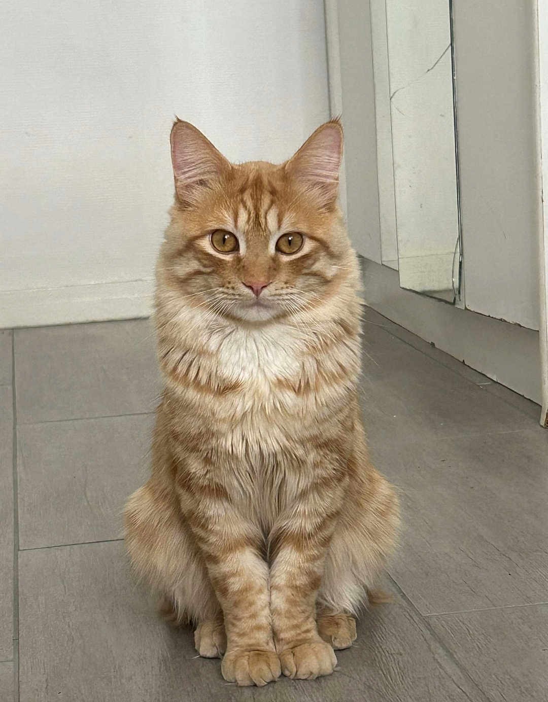 Mirane participe au concours pour gagner de l'argent avec cette photo : abyssinian, angora, animal, cat, hardwood, kitten, manx, pet, stainedwood, wood