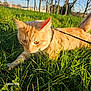 Mirane a rejoint le concours — aidez-le/la à gagner de superbes lots ! abyssinian, accessories, animal, cat, countryside, field, grass, grassland, kitten, lawn, leash, manx, meadow, nature, outdoors, pet, plant, strap, tree, vegetation