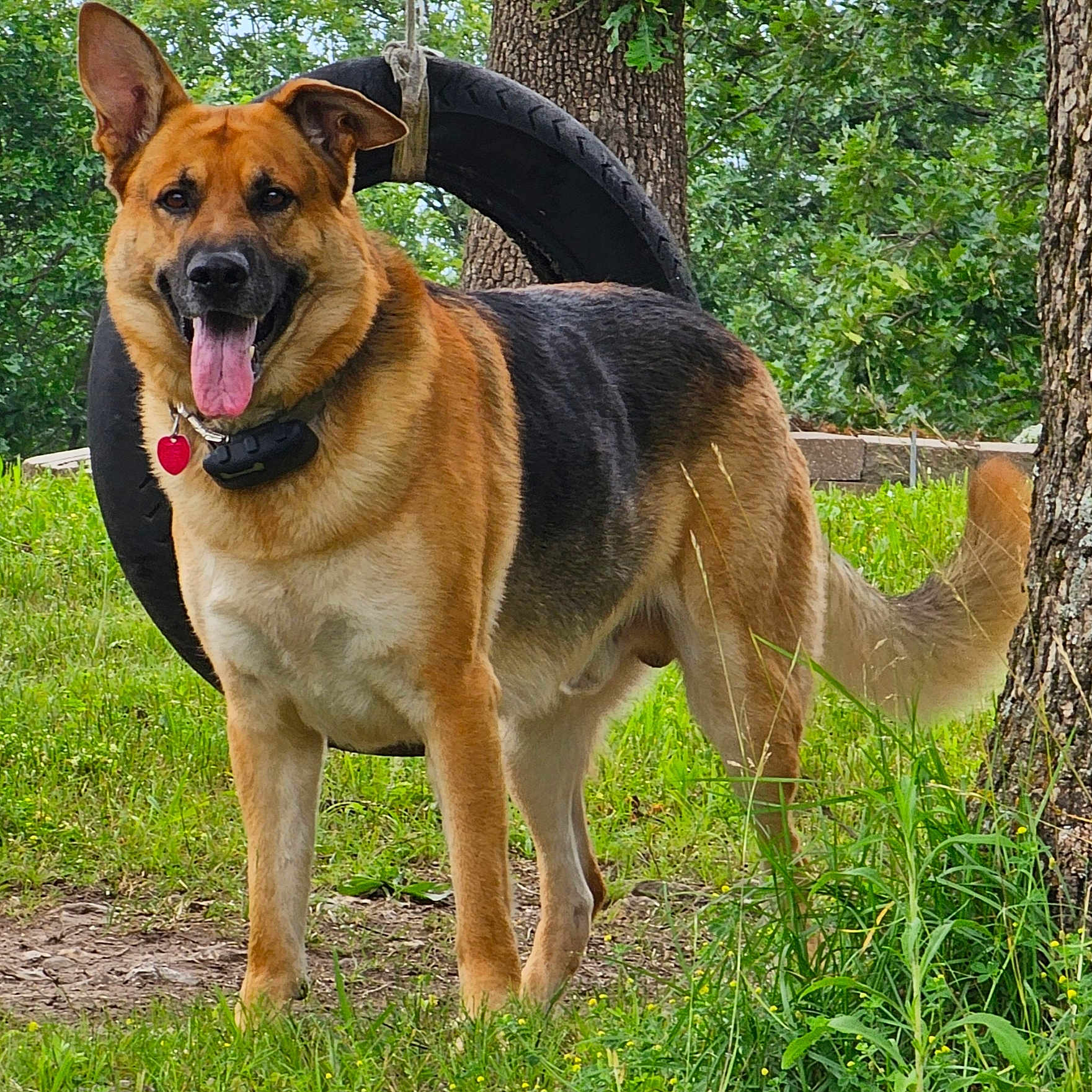 Teddy joined the competition — help win amazing prizes! animal, canine, collar, daylight, dog, ears, fur, german_shepherd, grass, greenery, happy, nature, outdoor, pet, playful, summer, tail, tire_swing, tongue_out, tree