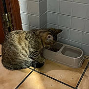 Tina a rejoint le concours — aidez-le/la à gagner de superbes lots ! animal, brown, cat, corner, cute, domestic, ears, feeding, feline, food_bowl, indoor, pet, sitting, striped, tabby, tail, tile_floor, wall, water_bowl, whiskers