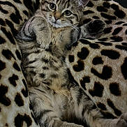 Tina participe au concours pour gagner de l'argent avec cette photo : kitten, tabby, cat, feline, pet, animal, cute, fluffy, relaxed, lying_down, paws, whiskers, ears, leopard_print, blanket, soft, cozy, domestic, young, curious