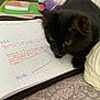 cat, black_cat, notebook, handwriting, math_notes, pen_case, study_materials, pencil_case, desk, cozy, indoor, pet, feline, curious, writing, paper, lines, colorful, orange_eyes, closeup