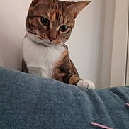 Pix participe au concours pour gagner de l'argent avec cette photo : cat, curious, indoor, feline, couch, white_chest, paw, striped, brown, orange, black, pet, animal, looking_down, whiskers, ears, fur, home, wall, soft_light