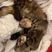 Saoula a rejoint le concours — aidez-le/la à gagner de superbes lots ! kitten, tabby, cat, sleeping, cozy, blanket, plush_toy, hedgehog, fur, paw, cute, pet, indoor, resting, snuggling, soft, warm, relaxed, animal, nap
