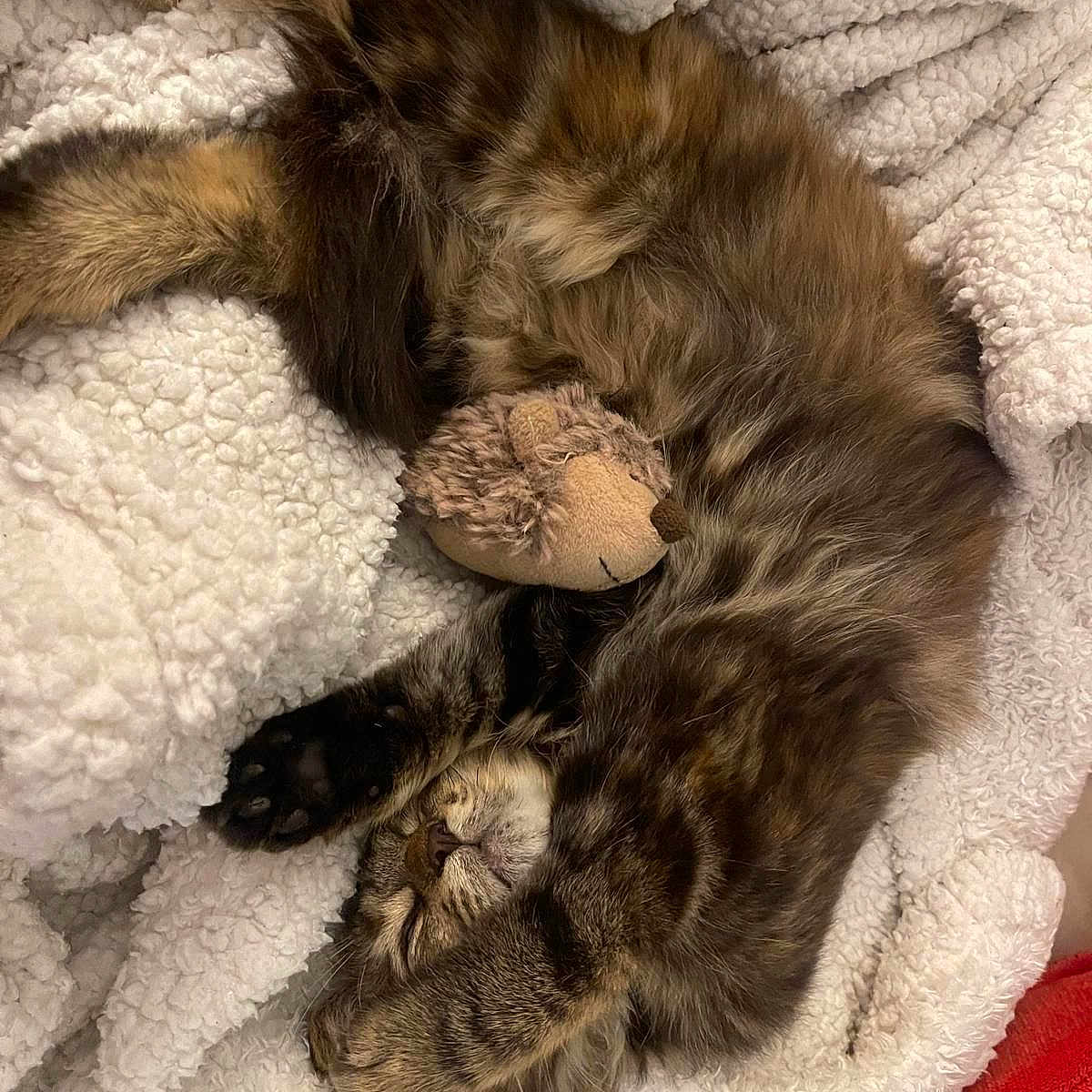 Saoula a rejoint le concours — aidez-le/la à gagner de superbes lots ! animal, blanket, cat, cozy, cute, fur, hedgehog, indoor, kitten, nap, paw, pet, plush_toy, relaxed, resting, sleeping, snuggling, soft, tabby, warm