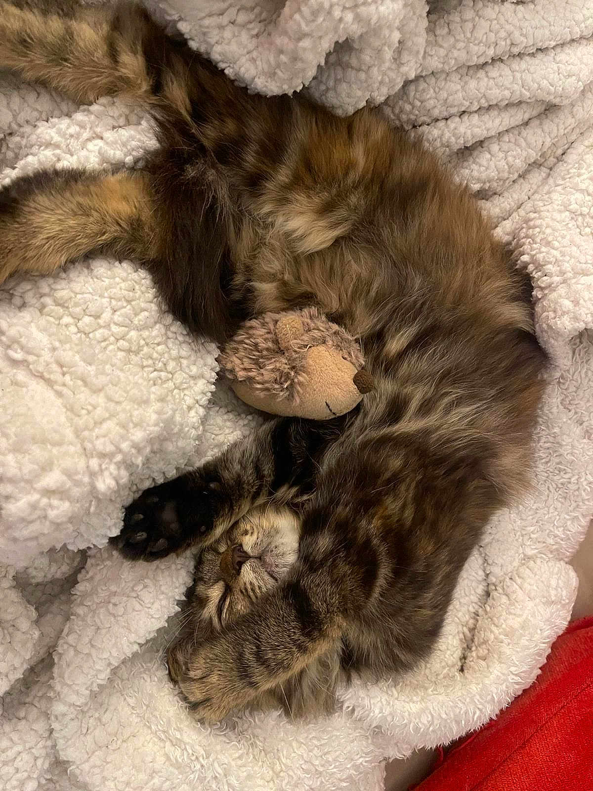 Saoula a rejoint le concours — aidez-le/la à gagner de superbes lots ! kitten, tabby, cat, sleeping, cozy, blanket, plush_toy, hedgehog, fur, paw, cute, pet, indoor, resting, snuggling, soft, warm, relaxed, animal, nap