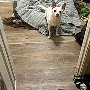 Lucky joined the competition — help win amazing prizes! alert, animal, blanket, companion, cozy, curious, dog, domestic, ears, flooring, indoor, looking, pet, room, small_dog, soft_blanket, standing, toys, white_dog, wooden_floor