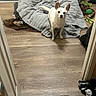 alert, animal, blanket, companion, cozy, curious, dog, domestic, ears, flooring, indoor, looking, pet, room, small_dog, soft_blanket, standing, toys, white_dog, wooden_floor